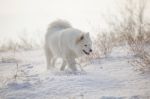 White Dog Samoyed Play On Snow Stock Photo