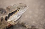 Water Dragon Outside During The Day.  Stock Photo