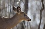 Beautiful Isolated Background With A Wild Deer In The Forest Stock Photo