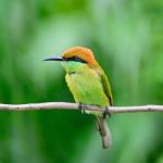 Little Green Bee-eater Stock Photo