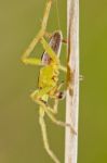 Green Huntsman Spider (micrommata Virescens) Stock Photo