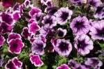 Flowerbed Of Petunias In Porto Cervo Stock Photo