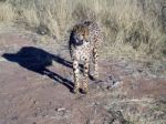 Cheetah In Namibia Stock Photo