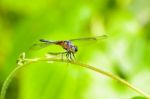 Front View Of A Dragonfly Stock Photo