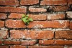 Small Plant And Old Wall Stock Photo