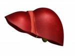 Liver    Stock Photo