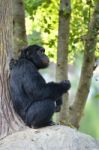 Chimpanzee Stock Photo