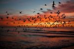 Bird Over Sea On Morning Time Stock Photo