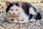 The Cat Lies On A Track In The Garden Stock Photo