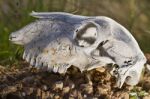 Sheep Skull Stock Photo