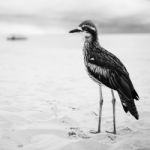 Bush Stone-curlew Resting On The Beach Stock Photo