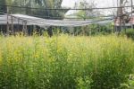 Organic Sun Hemp Flower In Farm Stock Photo