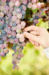 Grape In A Vineyard Stock Photo