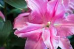 Beautiful Local Pink Lilly Flower Bloom Stock Photo