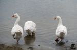 Roman Tufted Geese In The Danube Delta Stock Photo