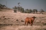 Cow And A Windmill In The Country Stock Photo