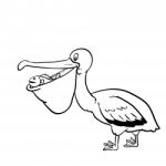 Isolated Pelican Cartoon- Hand Drawn Illustration Stock Photo