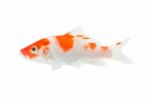 Koi Stock Photo