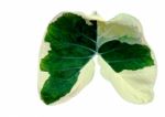 Caladium Leaf As Lung Shape Stock Photo