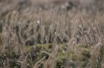 Mediterranean Needle Grass (stipa Capensis) Stock Photo