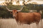 Longhorn Cow In The Paddock Stock Photo