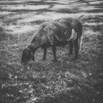 Sheep On The Farm During The Day Stock Photo