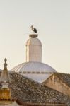 White Stork Bird Stock Photo