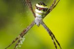 Spider In Nature Stock Photo