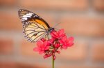 Butterfly And Flower Stock Photo