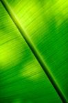 Closeup Banana Leaf Texture Stock Photo