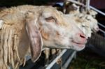 Close Up Of Sheep Face Stock Photo