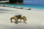 Crab Chicken Stock Photo