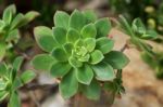 Succulent Plant Stock Photo