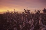 Cotton Field In Oakey, Queensland Stock Photo