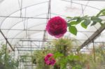 Pink Roses Bush In The Garden Stock Photo