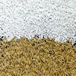 Background From Pile Of Paddy Rice And And Rice Seed Stock Photo