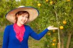 Gardener Girl In Orange Garden, North Of  Thailand Stock Photo