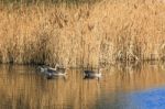 Greylag Geese At Fowlmer Nature Reserve Stock Photo