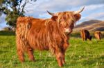 Highland Angus Cow Stock Photo