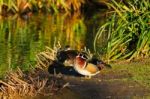 Wood Duck (aix Sponsa) Stock Photo