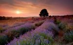 Lavender Stock Photo