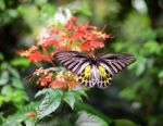 Butterfly On A Flower Stock Photo