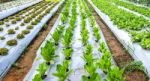 Plant Of Green And Red Oak On Farm Stock Photo