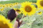 Sunflowers Stock Photo