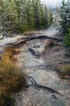 Dead Trees In A Yellowstone Creek Stock Photo