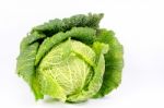 Savoy Cabbage Stock Photo