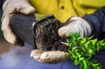 Removing A Shrub From Pot Stock Photo