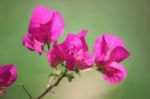 Pink Bougainvillea Flower Stock Photo