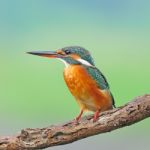 Female Common Kingfisher Stock Photo