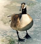 Beautiful Image Of A Canada Goose Standing On Ice Stock Photo